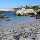 Pingüinos africanos en una playa cerca de Simon’s Town, en Sufáfrica.